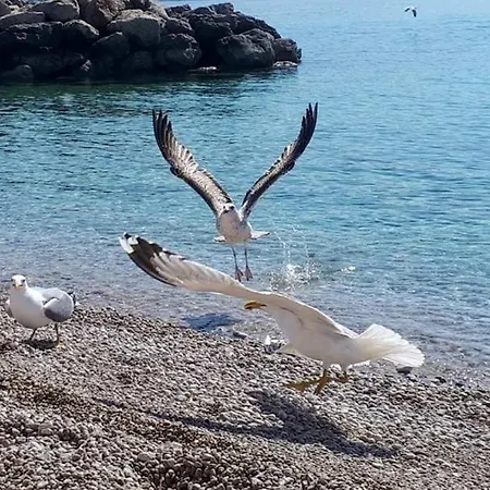 Lovely Marina Blue Skrbcici